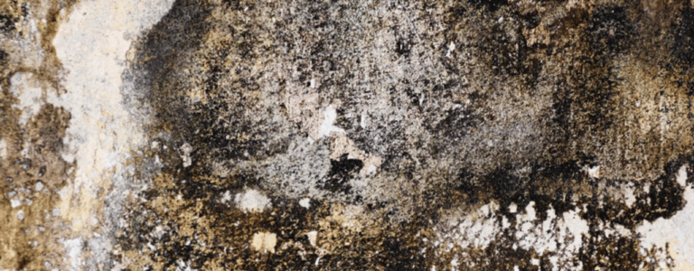 How To Identify Black Mold - Fl Cleanup