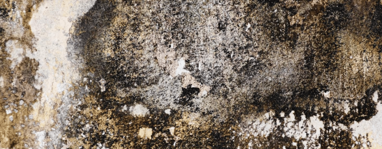 How To Identify Black Mold South Florida​